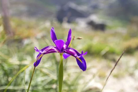 Iris boissieri, 'lirio do Xures' purple flower blooming Stock Photos