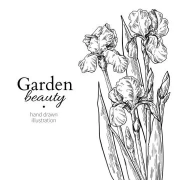 Iris bouquet. Flower and leaves drawing. Vector hand drawn engraved floral set Illustrazione stock