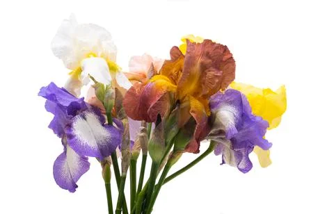 Iris bouquet isolated Stock Photos