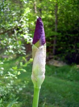 Iris Bud Stock Photos
