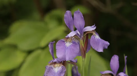 Iris Close Up Stockbeeldmateriaal 23214253