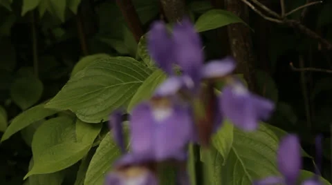 Iris Close Up, Rack Focus Stockbeeldmateriaal 23215477