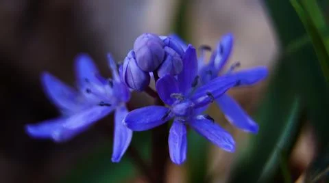 Iris close-up , spring Stock Photos