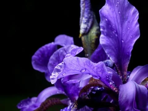 Iris closeup, water drop, violet leaves, black background Stock Photos