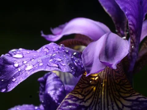 Iris closeup, water drop, violet leaves, black background Stock Photos
