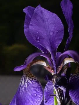 Iris closeup, water drop, violet leaves, black background Stock Photos