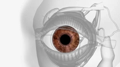 The iris is the colored part of the eye that controls the amount of light that Stock Footage 247265352