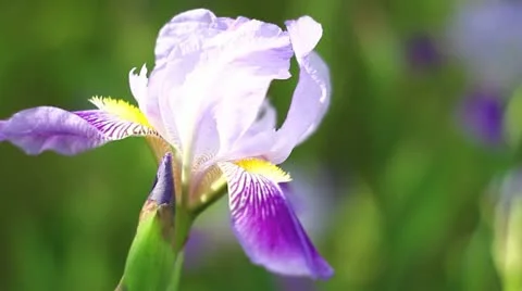 Iris, C.U. Stock Footage