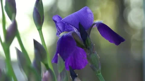 Iris CU Stock Footage 18007143
