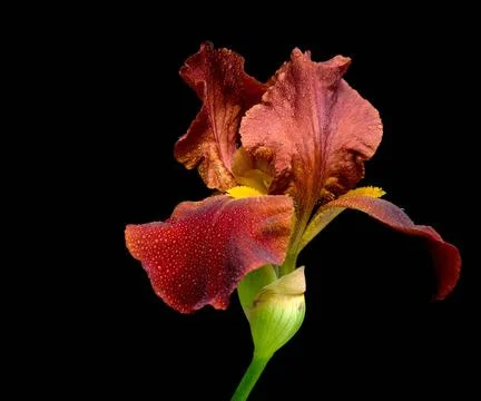 Iris dark beige on a black background a beautiful dark beige iris in the d... Stock Photos