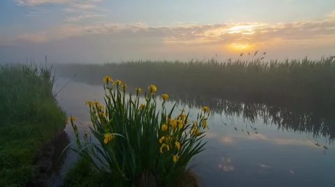 Iris dawn fog Stock Footage 66255400