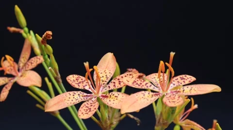 Iris Domestica Time Lapse Stock Footage 7770338