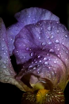 Iris with drops Stock Photos