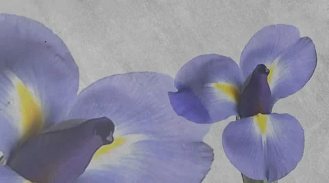 Iris Duo Stock Footage 33910549