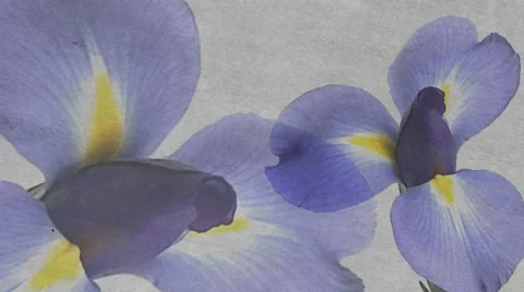 Iris Duo Stock Footage 33910611