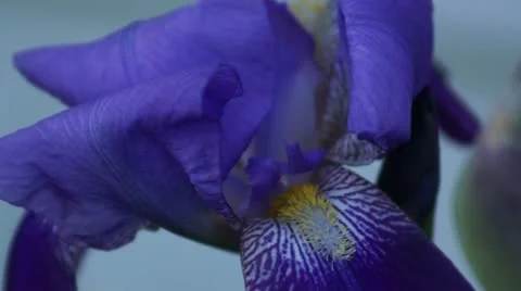 Iris ECU Stock Footage 18006917