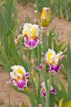 Iris field in Keizer Oregon. Stock Photos