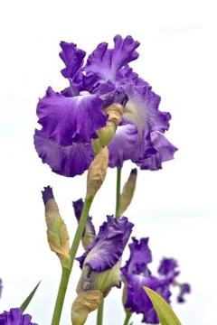Iris field in Keizer Oregon. Stock Photos