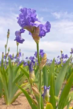 Iris field in Keizer Oregon. Stock Photos