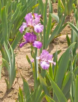Iris field in Keizer Oregon. Stock Photos