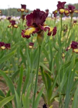 Iris field in Keizer Oregon. Stock Photos
