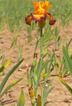 Iris field in Keizer Oregon. Stock Photos