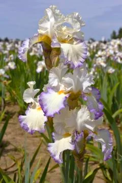 Iris field in Keizer Oregon. Stock Photos