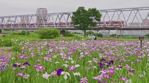 Iris Field with Passing Train Crossing Steel Bridge, Tokyo Stock Footage 342043153