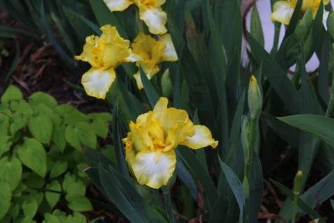 Iris field in the spring Stock Photos