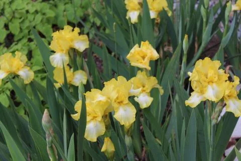 Iris field in the spring Stock Photos