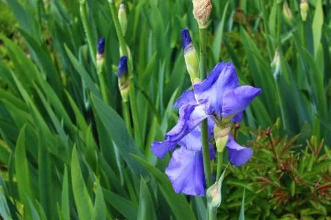 Iris field in the spring Stock Photos