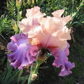 Iris flower after rain. Stock Photos