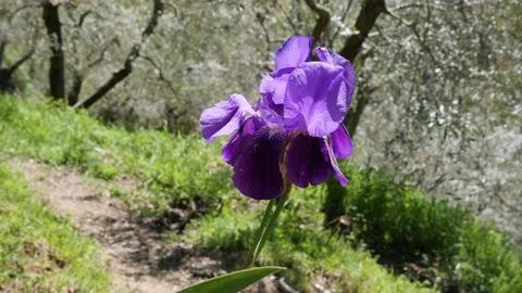 Iris flower and iris plant in a nature and relaxing enviroment Stock Footage 153054123