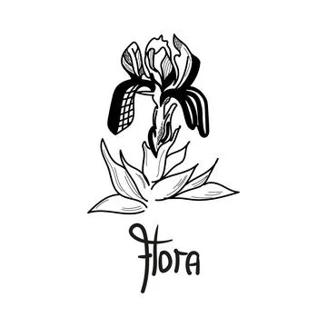Iris flower are drawn graphically with lettering Flora. Vector illustration. 스톡 일러스트