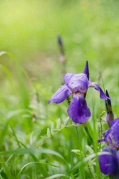 Iris flower, authentic bright image Foto stock
