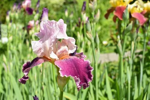 Iris flower on the background of nature. Botanical Garden Stock Photos
