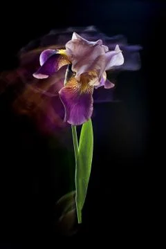 Iris flower on a black background. Long exposure Stock Photos