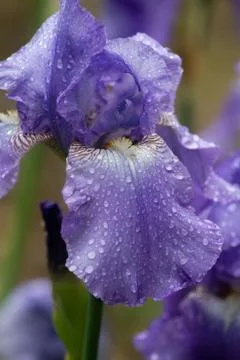 Iris flower bloom after rain close up Фото