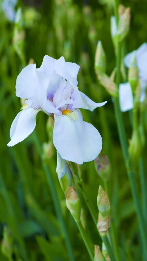 Iris flower blooming Stock Footage 244220101
