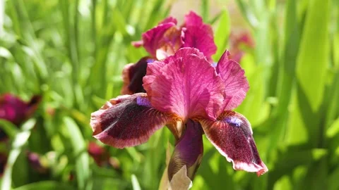 Iris flower blooming Stock Footage 244220647