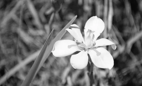 Iris flower blooming in spring, copy space Stock Photos