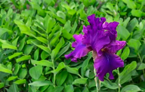 Iris flower. Blooming violet iris, perennial plant of the family Iridaceae. Stock Photos