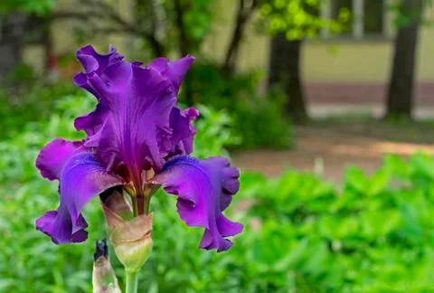 Iris flower. Blooming violet iris, perennial plant of the family Iridaceae. Stock Photos