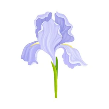 Iris Flower Blossom with Falling Down Sepals Isolated on White Background Vector Stock Illustration