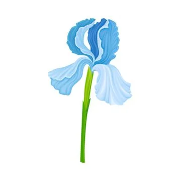Iris Flower Blossom with Falling Down Sepals Isolated on White Background Vector Stock Illustration