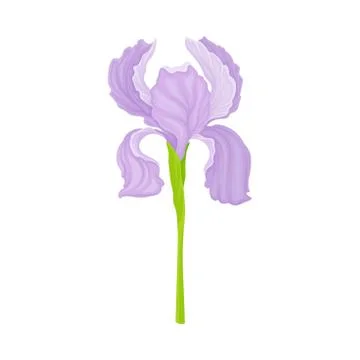 Iris Flower Blossom with Falling Down Sepals Isolated on White Background Vector Illustrazione stock