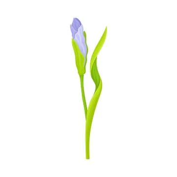 Iris Flower Blossom with Falling Down Sepals Isolated on White Background Vector Stock Illustration