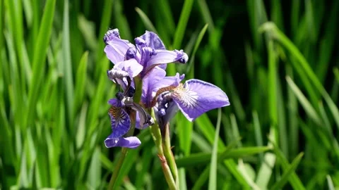 Iris flower blue. The flower moves from the wind. 4k Stock Footage 155860397