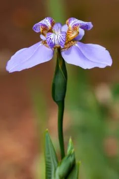 Iris flower - blue Stock Photos