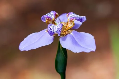 Iris flower - blue Stock Photos